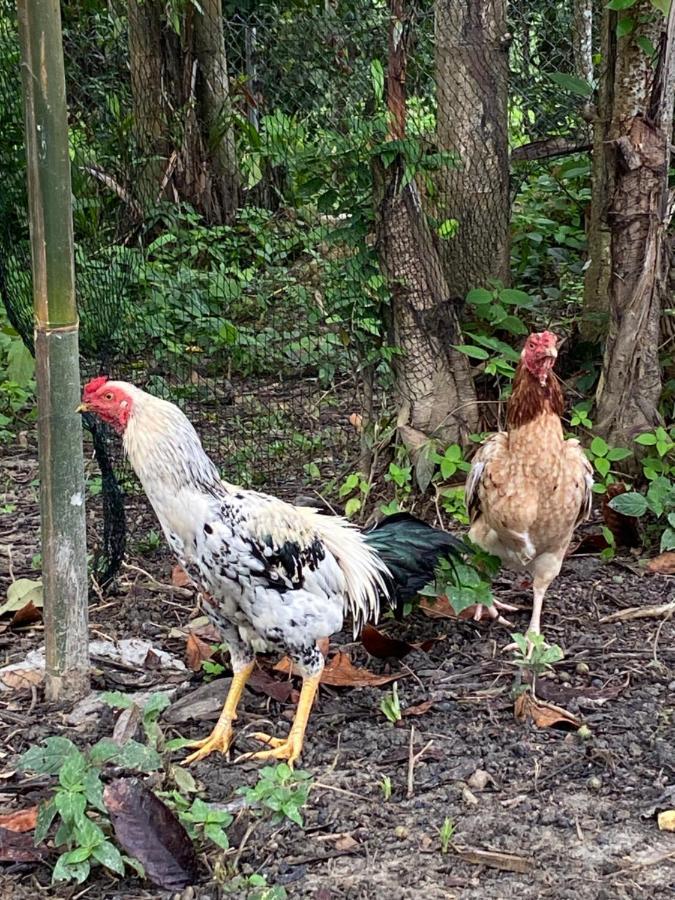 Kebun Lisdtari Farmstay Air Hangat Buitenkant foto